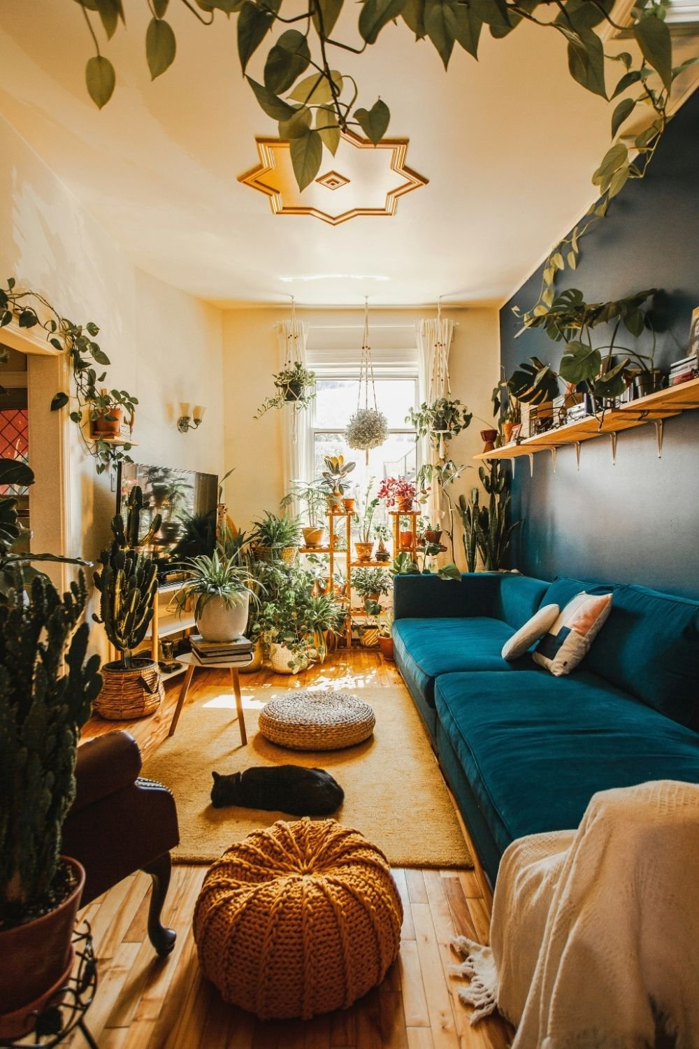 Plant-filled boho living room with a teal velvet sofa, navy accent wall, hanging planters, knitted poufs and a mustard rug