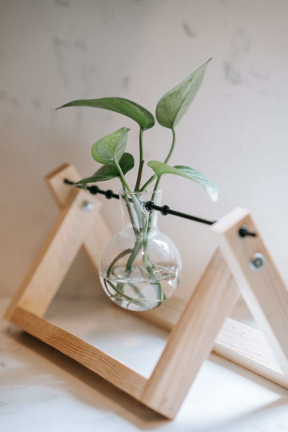 Pothos cutting rooting in a round glass bulb vase held in a small A-frame wooden stand