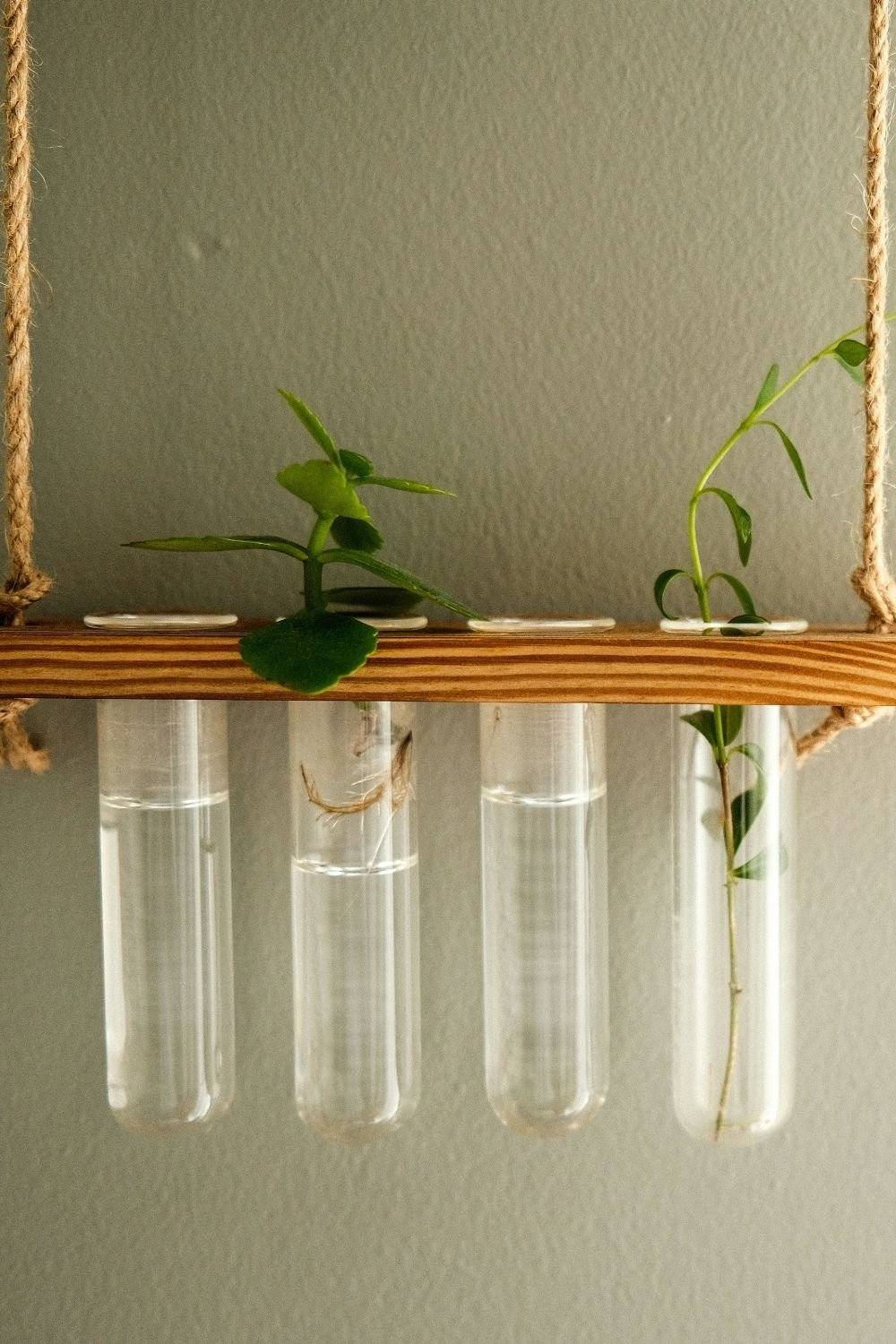 Hanging wood rail on rope holding four glass test tubes with small plant cuttings