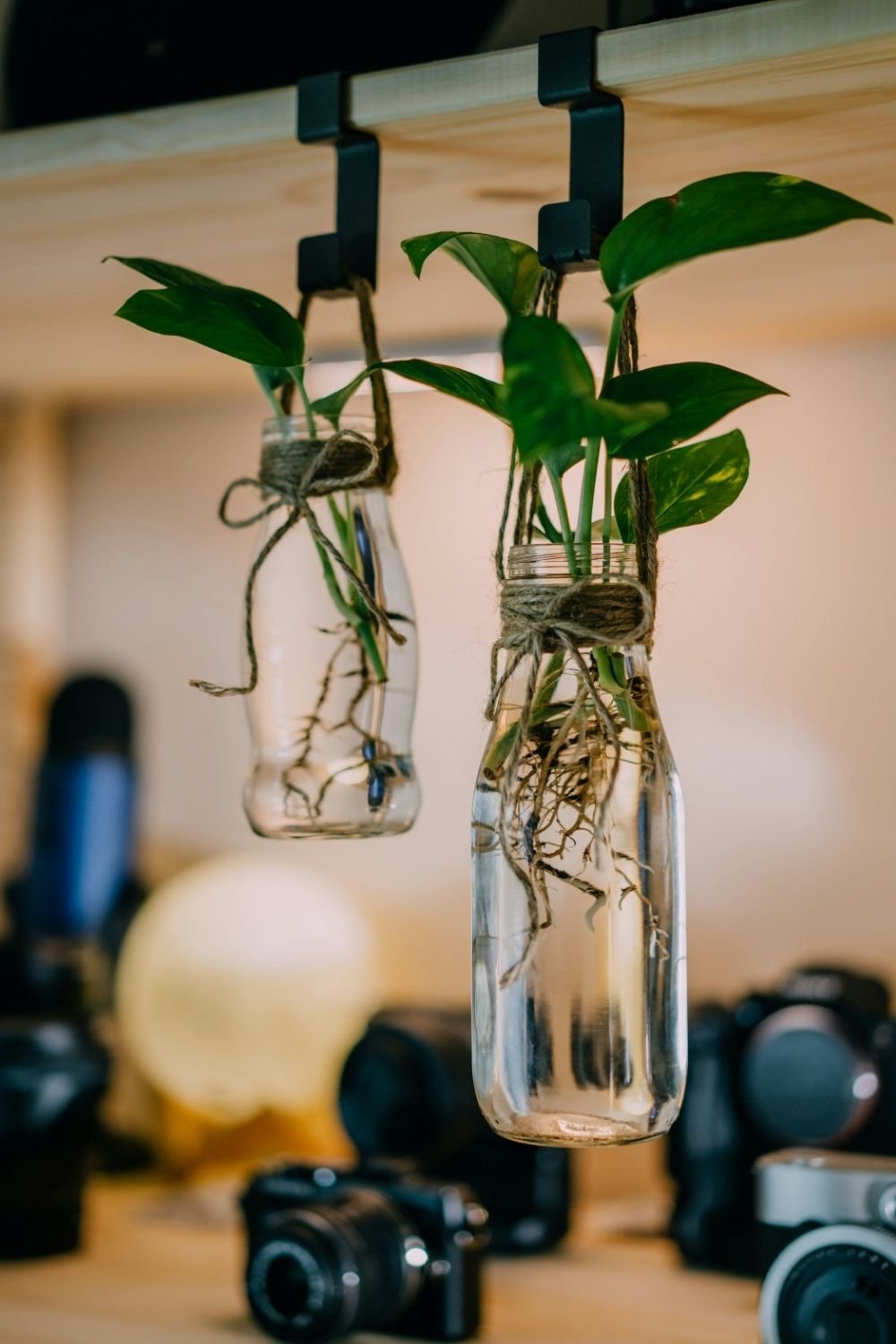 Can Plant Cuttings Double as Home Decor? A Propagation Station Says Yes