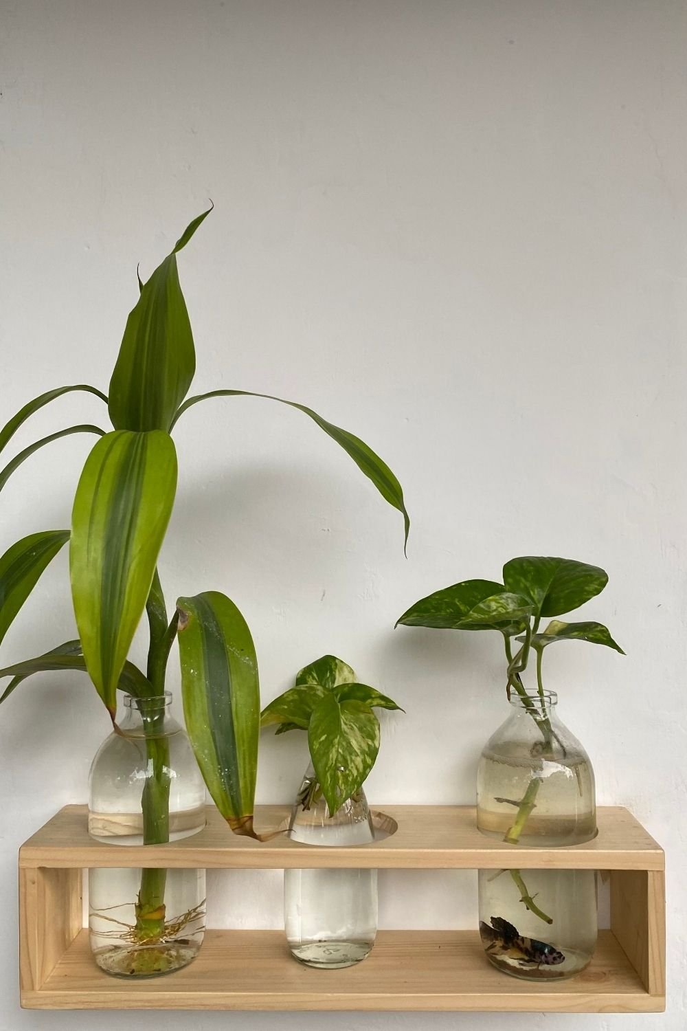 Pine shelf with glass bottles holding lucky bamboo, a dracaena leaf and pothos cuttings