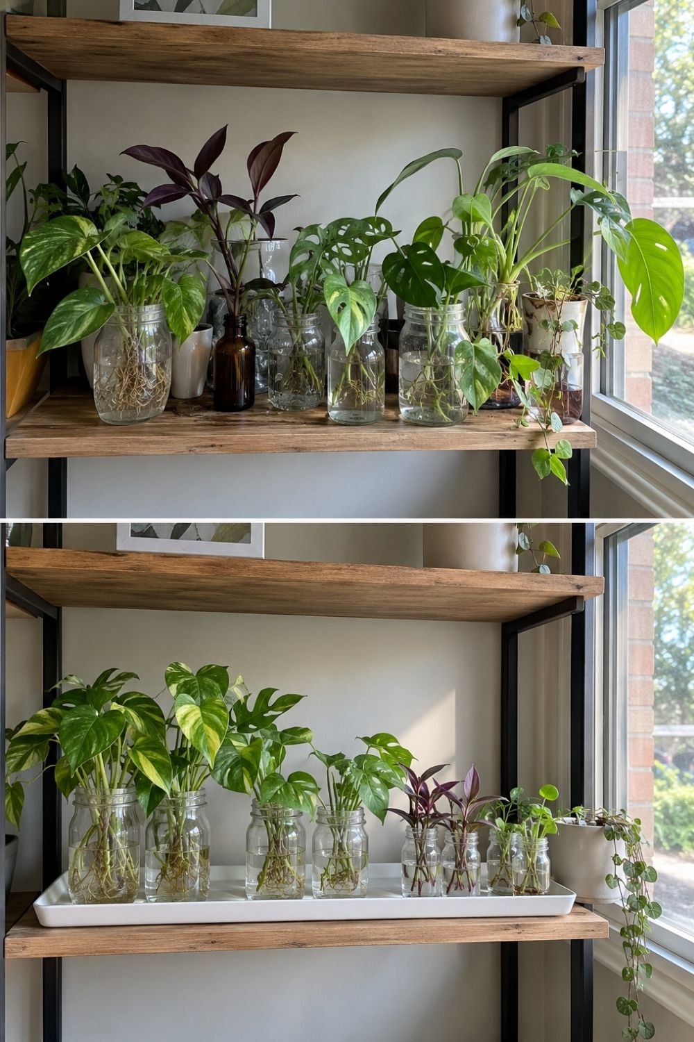 Before and after of a propagation shelf tidied by grading jars by height and lining them up on a white tray